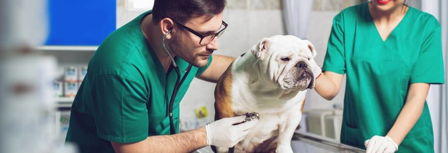 Déménager avec son animal